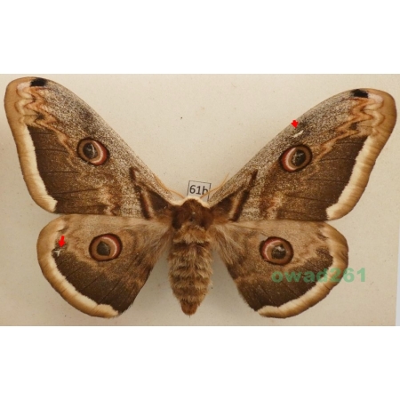 Saturnia pyri (Denis & Schiffermüller, 1775) female Pawica gruszówka Czech 107mm61b